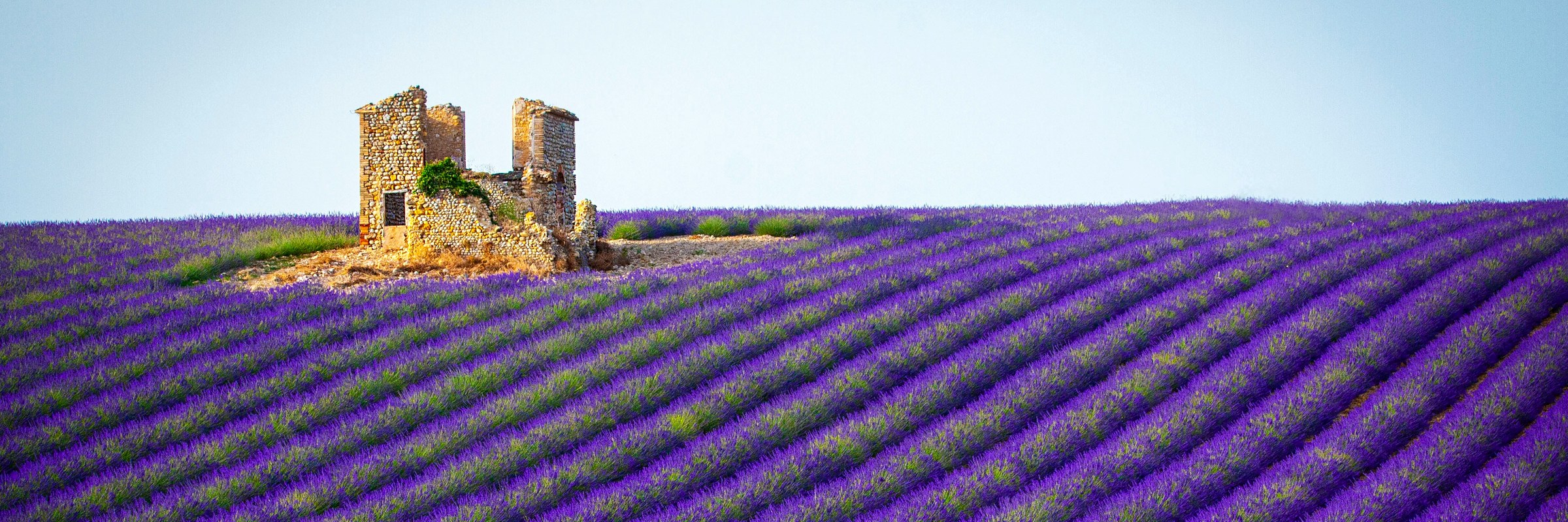 A stone ruin standing in rows of purple lavender in Provence